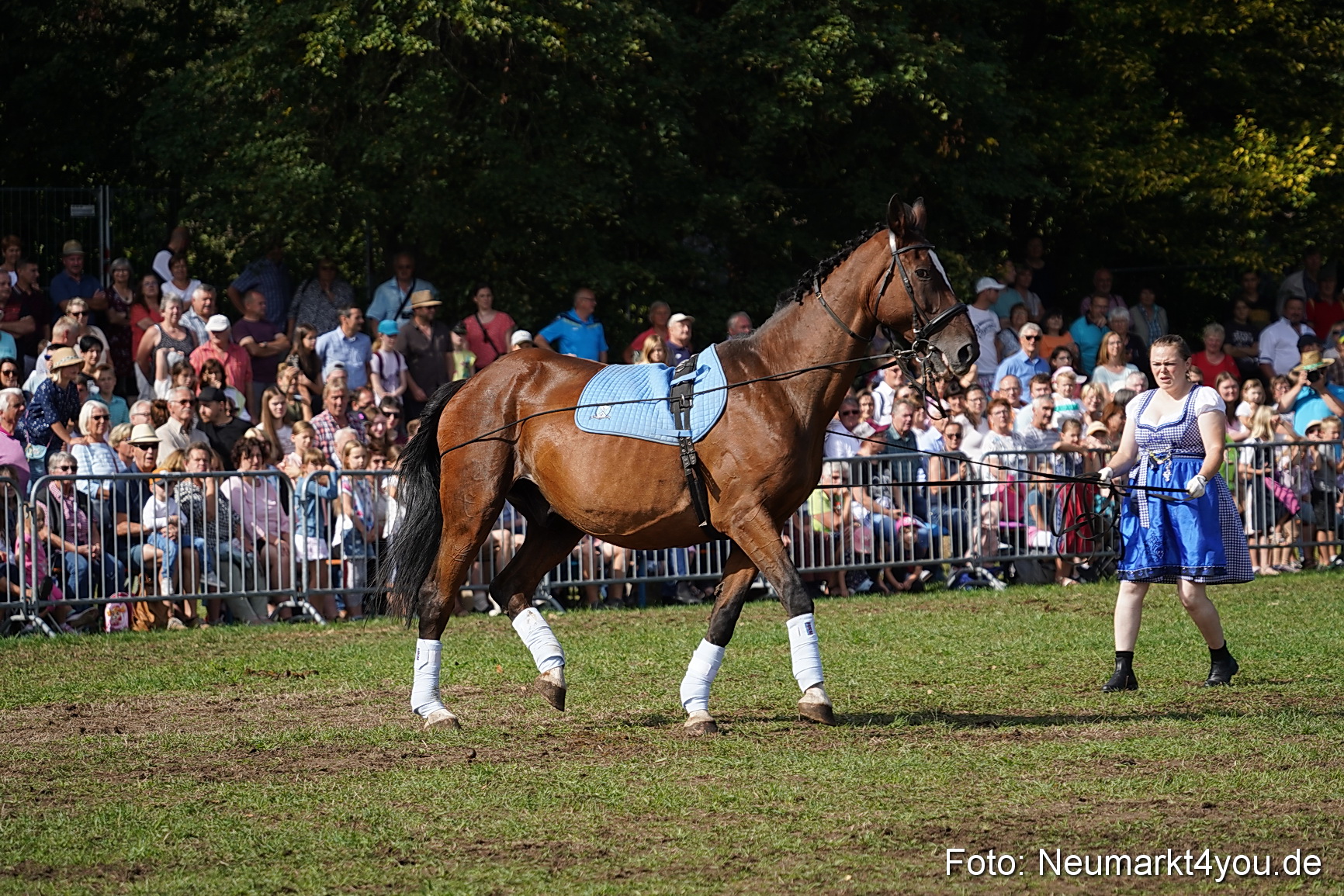 Pferde und Fohlenschau 2022 0174 
